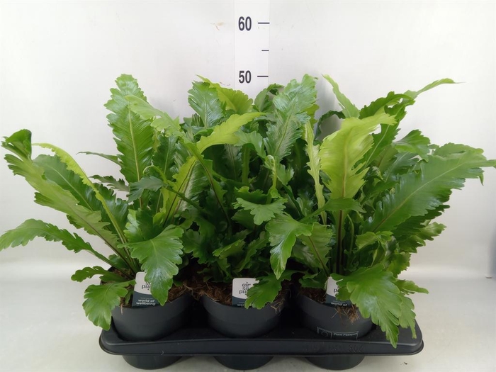 <h4>Asplenium nidus 'Campio'</h4>