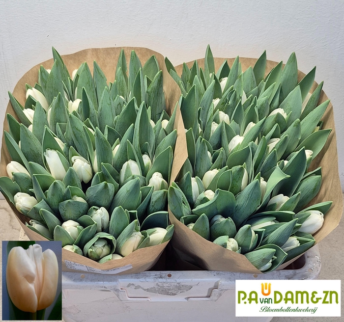 <h4>TU EN ANTARCTICA</h4>