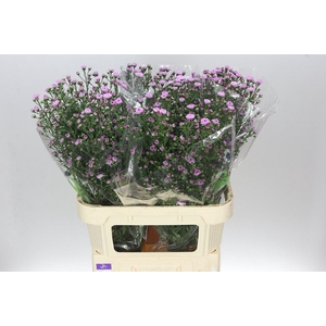 Aster Double Da Pink