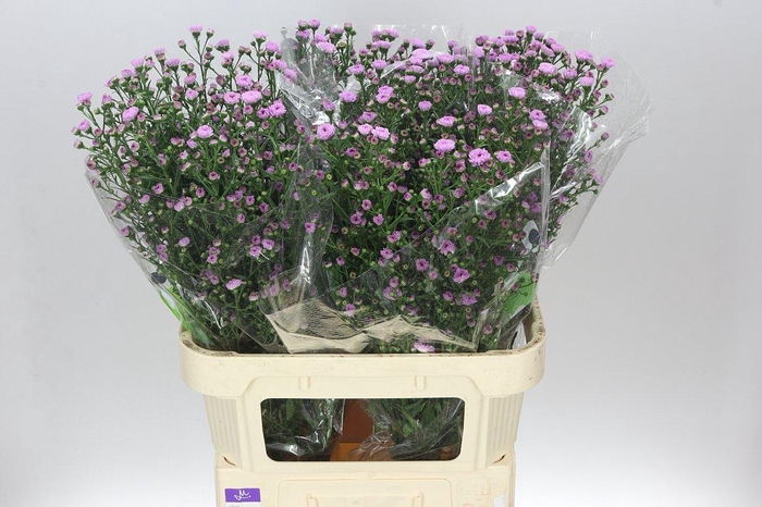 <h4>Aster Double Da Pink</h4>