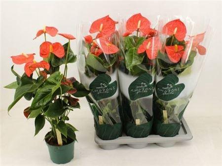 <h4>Anthu An Florida 7+</h4>