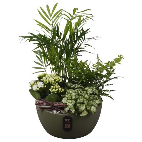 <h4>PTIB5145 Arrangementen kamerplanten</h4>