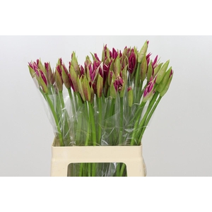 Nerine Favoriet