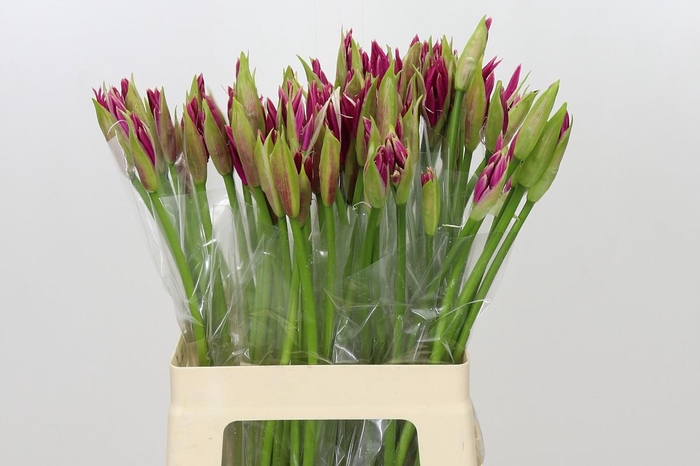 <h4>Nerine Favoriet</h4>