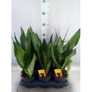 Sansevieria trifa.   ...