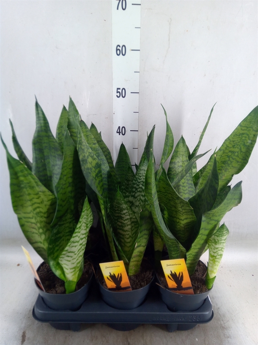 <h4>Sansevieria trifa.   ...</h4>