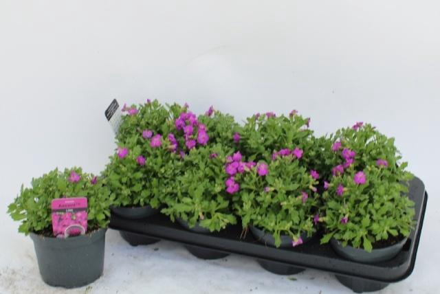 <h4>AUBR ROSE QUEEN</h4>