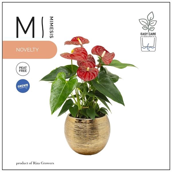 <h4>Mimesis Anthurium KARMA Red - 12cm Brush Gold</h4>