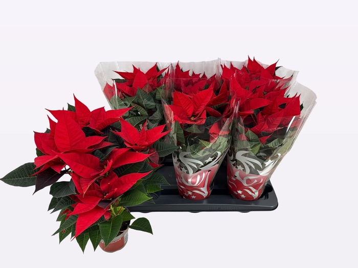 <h4>EUPHOR P FREYA</h4>