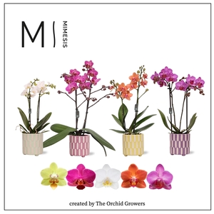 Mimesis Phal. Mix - 2 spike 9cm in Jolie ceramic