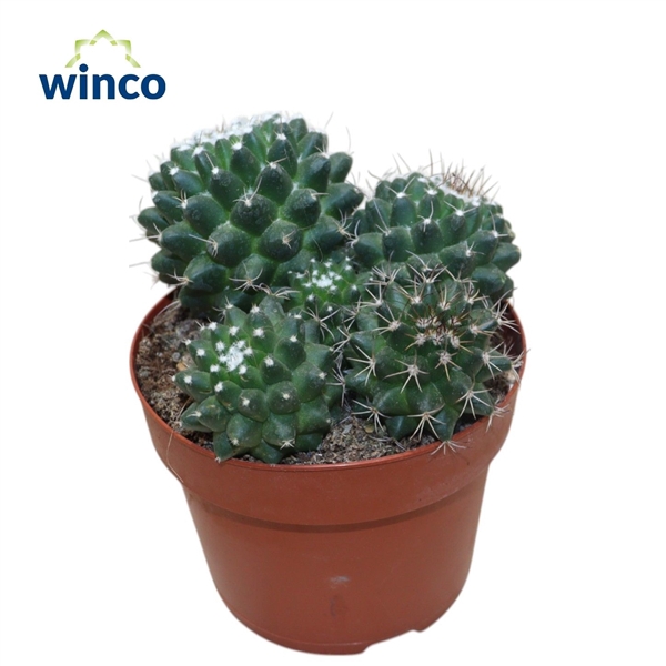 <h4>Mammillaria Toluca Group</h4>