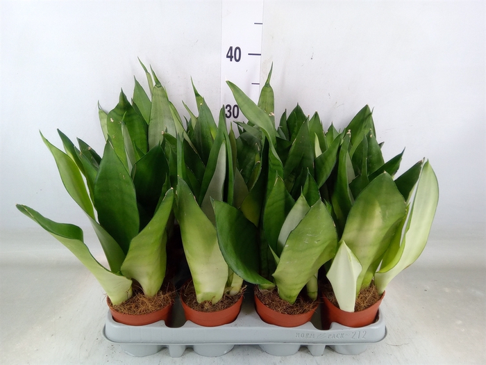 <h4>Sansevieria trifa. 'Moonshine'</h4>