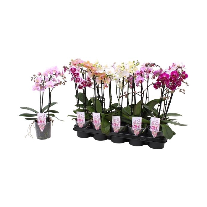 <h4>Phal. Multiflora 2-tak mix "Colourfull" 22+ 5 kleuren</h4>