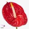Anthurium tropical