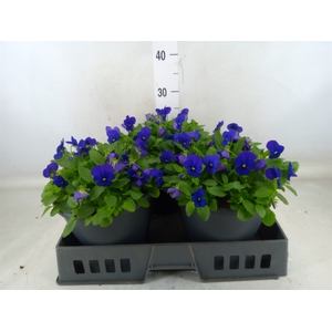 Viola corn. 'Evo Mini True Blue'