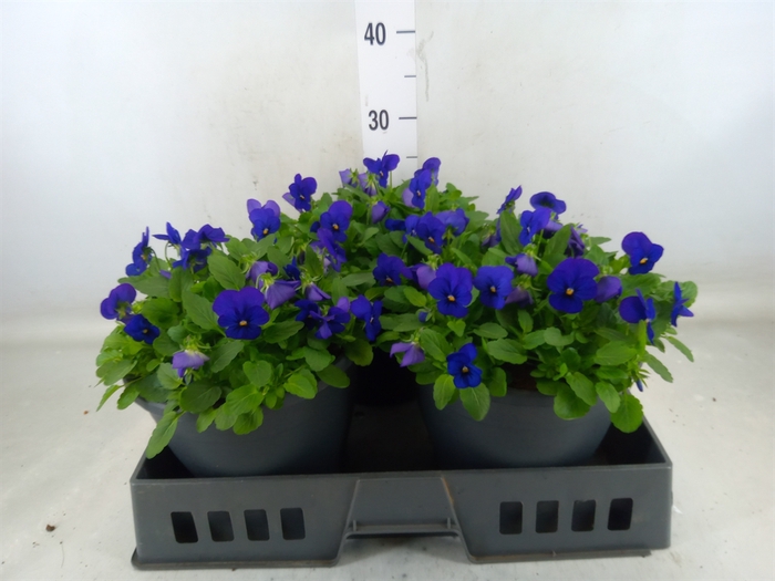 <h4>Viola corn. 'Evo Mini True Blue'</h4>