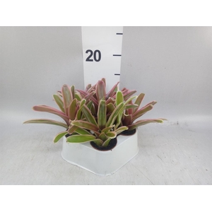 Neoregelia  'Fire Ball Striped'