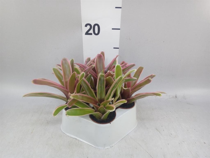 <h4>Neoregelia  'Fire Ball Striped'</h4>