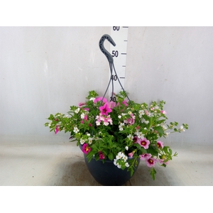 Perkplanten   ...mix /pot [Bedding]