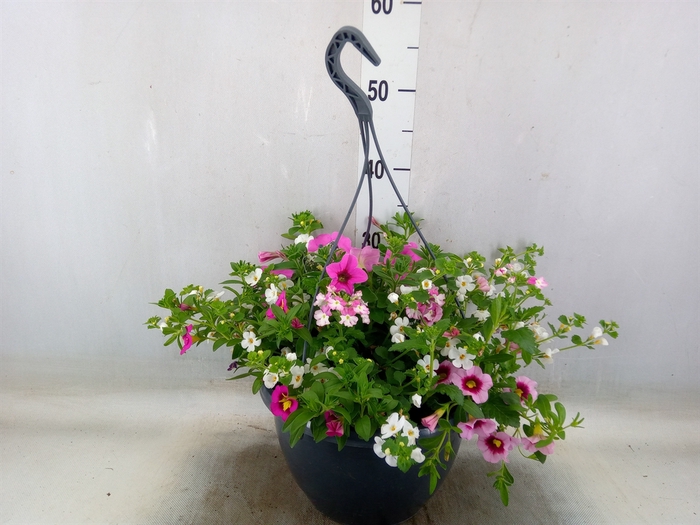 <h4>Perkplanten   ...mix /pot [Bedding]</h4>