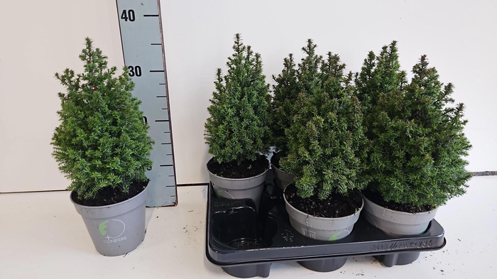 <h4>CHAM TH TOP POINT</h4>