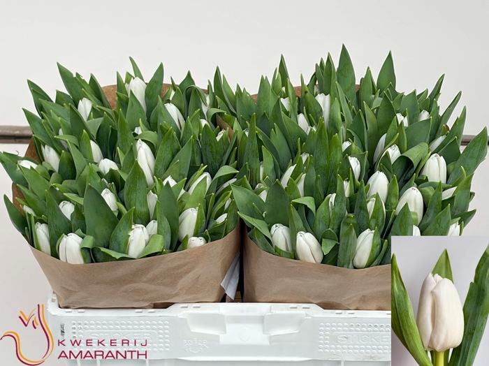 <h4>TU EN MOUNT COOK</h4>