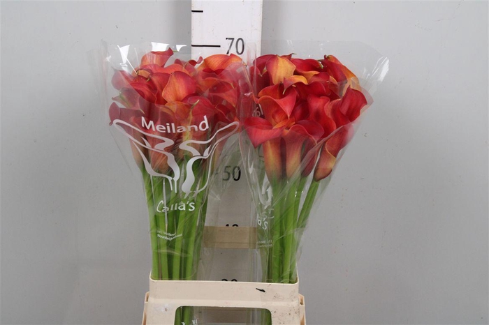 <h4>Zant Capt Trinity</h4>