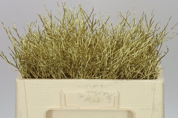 <h4>Vac Huck Gold</h4>