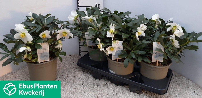 <h4>HELL NI MON BLANC</h4>