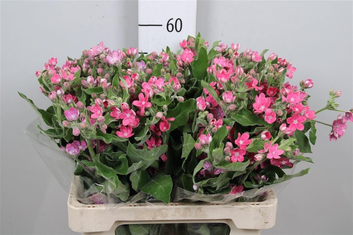 <h4>Oxy Co Pink Harmony</h4>