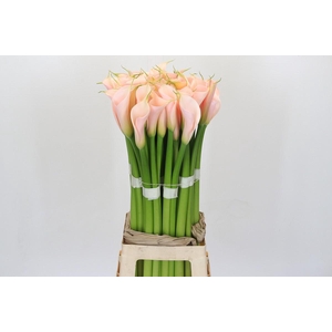 Zantedeschia Eydolls Salmon