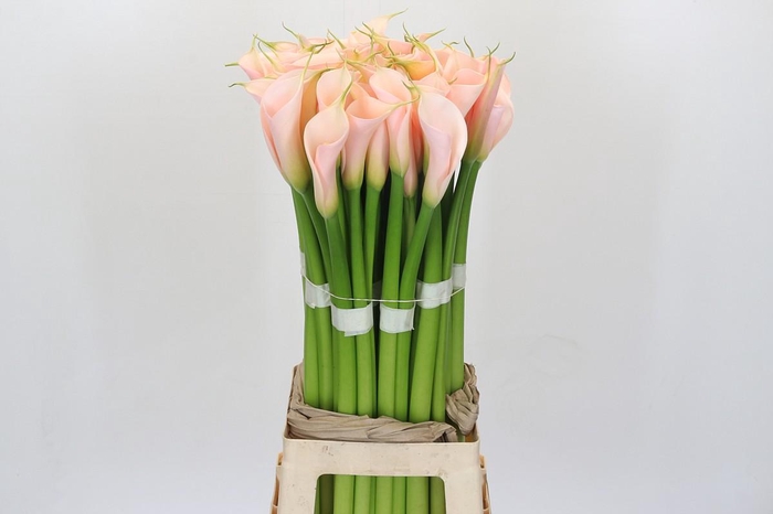 <h4>Zantedeschia Eydolls Salmon</h4>