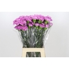 Dianthus St Yukari Cherry