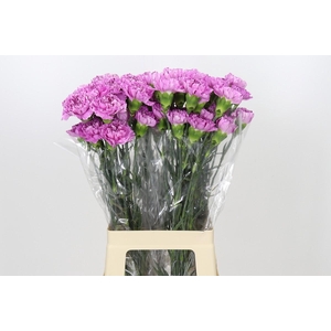 Dianthus St Yukari Cherry