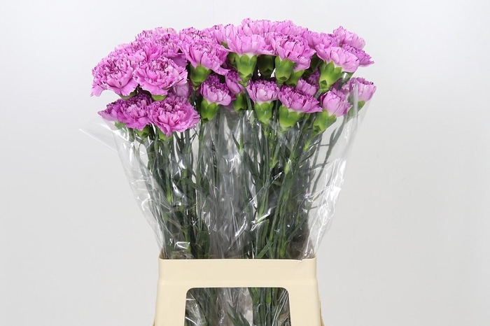 <h4>Dianthus St Yukari Cherry</h4>