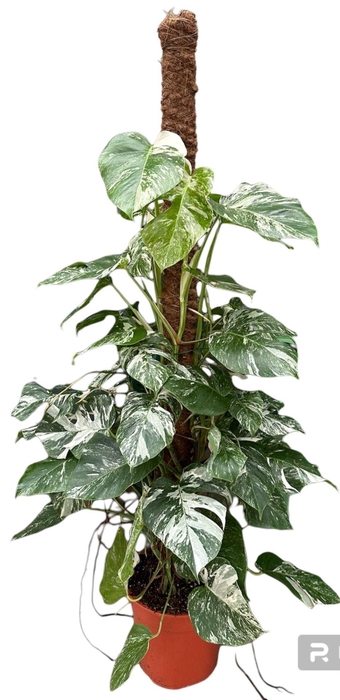 <h4>Monstera Variegata</h4>