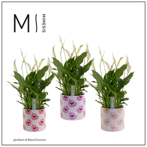 Mimesis Spathiphyllum Bellini - 13 cm in Nine - Bubblicious