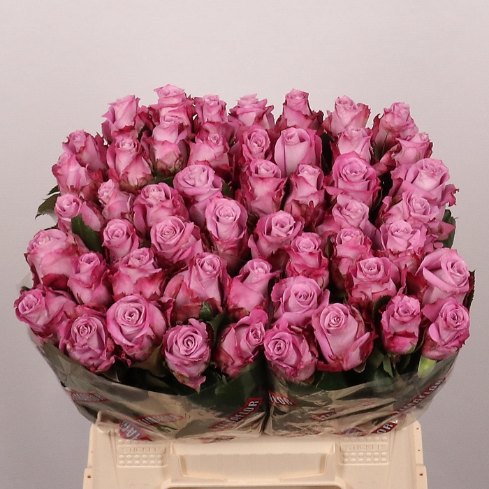 <h4>ROSA GR 'MARITIM'</h4>