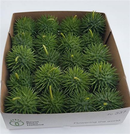 <h4>Cucumis Hirsutus</h4>