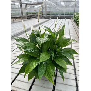 Spathiphyllum 27 cm Mozart Schaal - Blanco hoes 60 cm