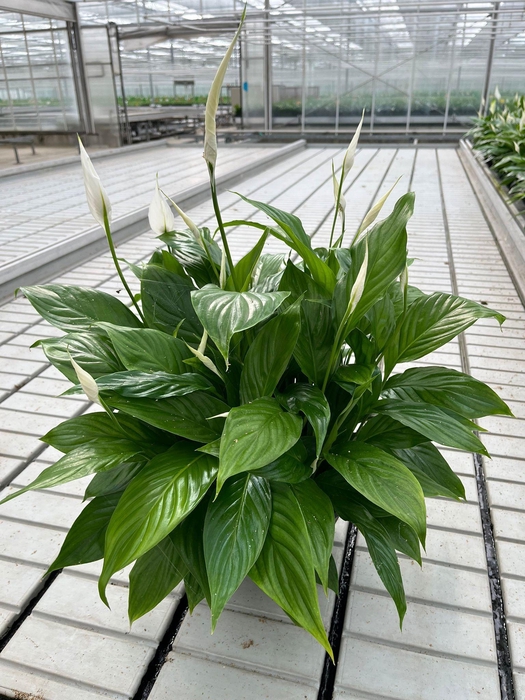 <h4>Spathiphyllum 27 cm Mozart Schaal - Blanco hoes 60 cm</h4>