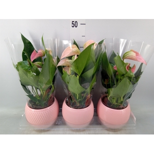 Anthurium   ...mix