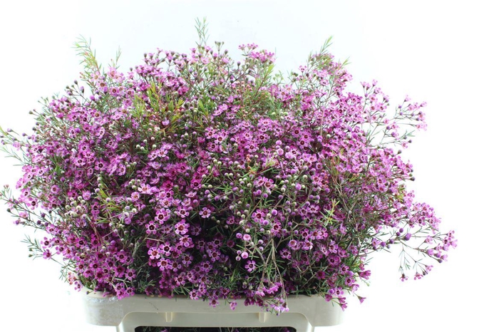 <h4>Chame Un Prince</h4>