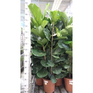 Ficus lyrata