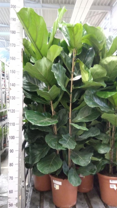 <h4>Ficus lyrata</h4>