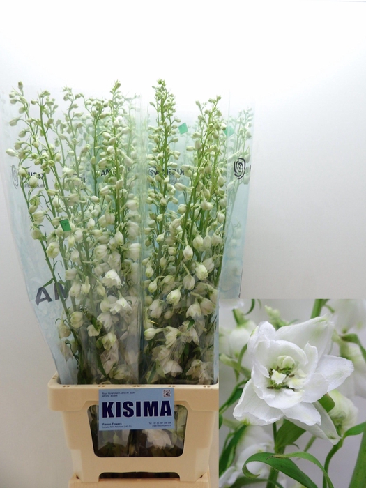 <h4>Delph Du C Wh Shades</h4>