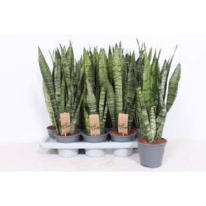 Sansevieria zeylanica