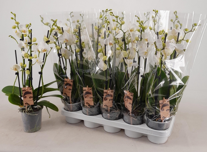 <h4>PHAL OV WIT</h4>