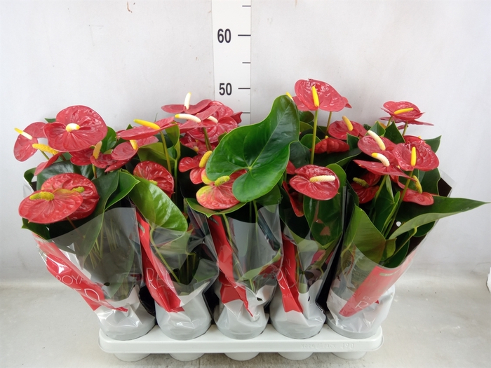 <h4>Anthurium andr. 'Royal Champion'</h4>