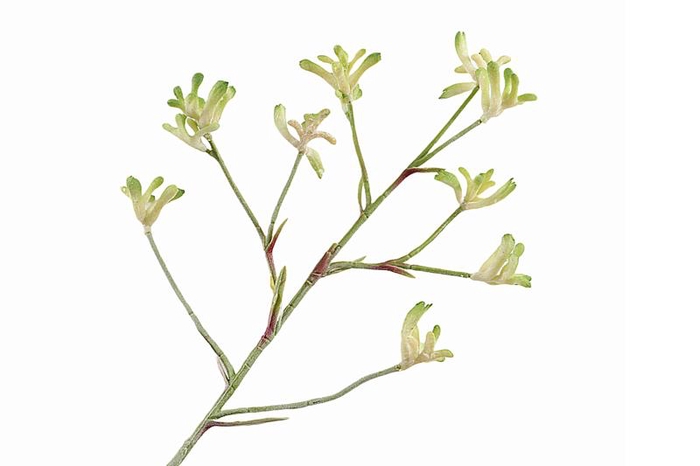 Anigozanthos Green